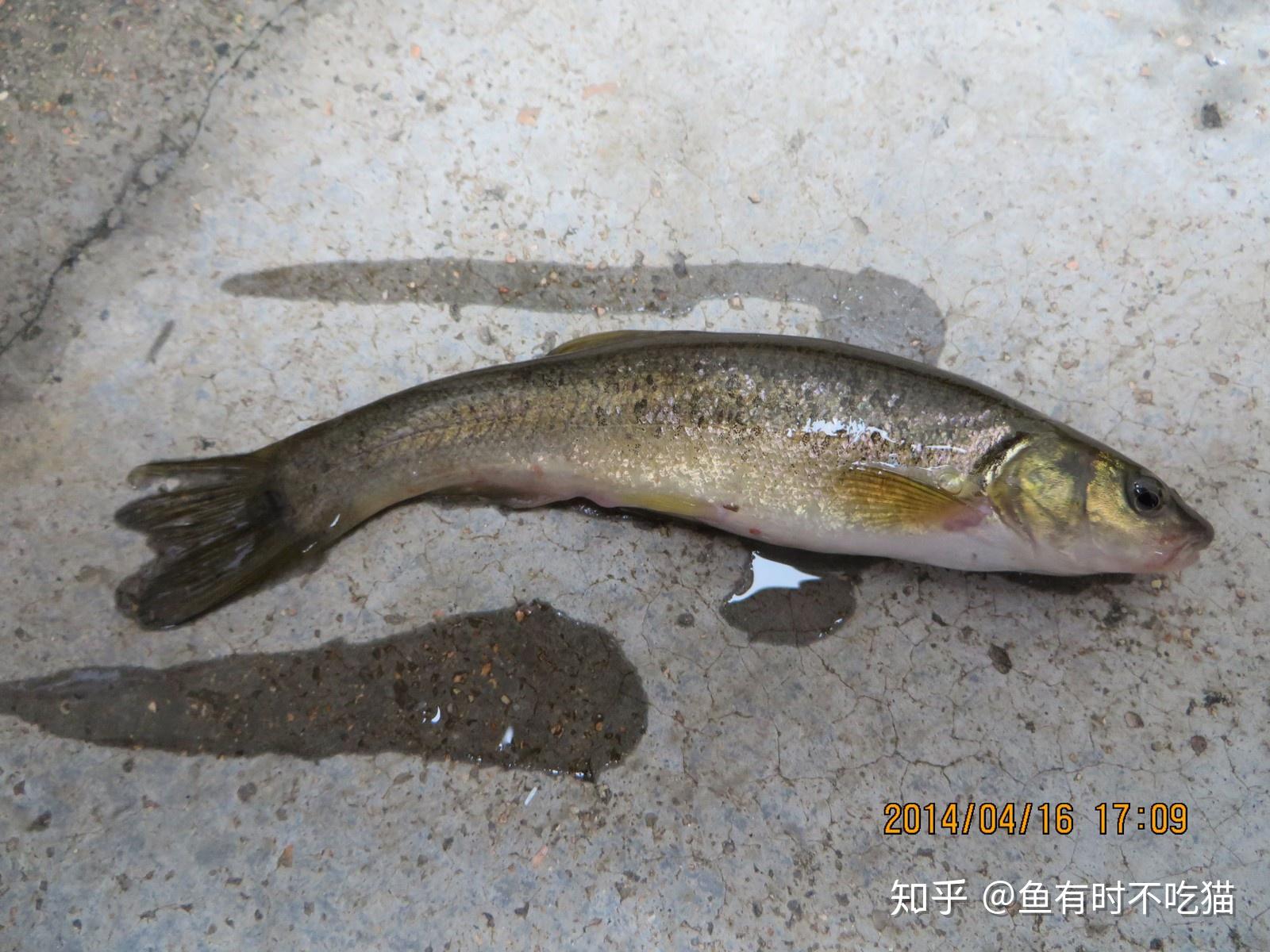 brachymystax lenok (pallas,1773)又名细鳞鱼俗称桦鱼,花鱼