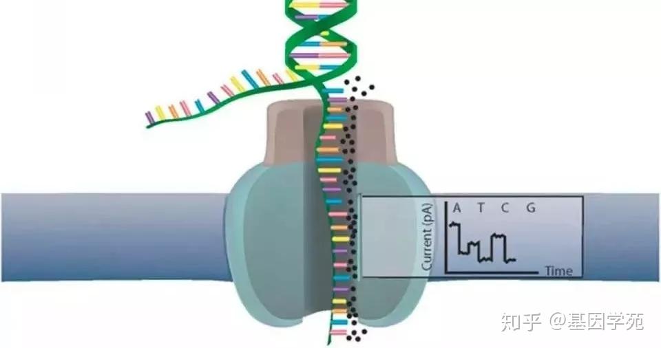 也就是reader蛋白,在膜两侧施加不同的电压产生电压差,dna链在马达