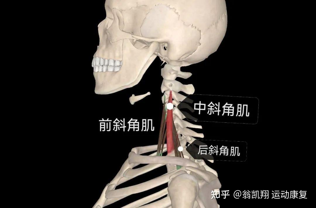 照照鏡子發現脖子歪了彆著急幾招教你改善