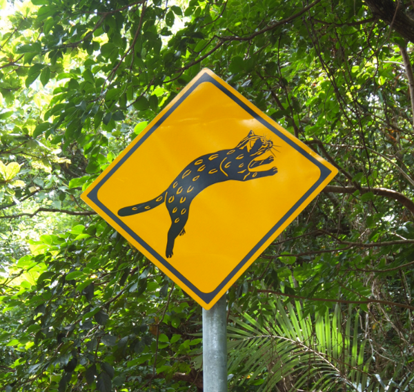 日本老司机上路真是太太太难了 知乎