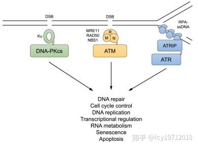 dna损伤反应与dna的修复 一 知乎