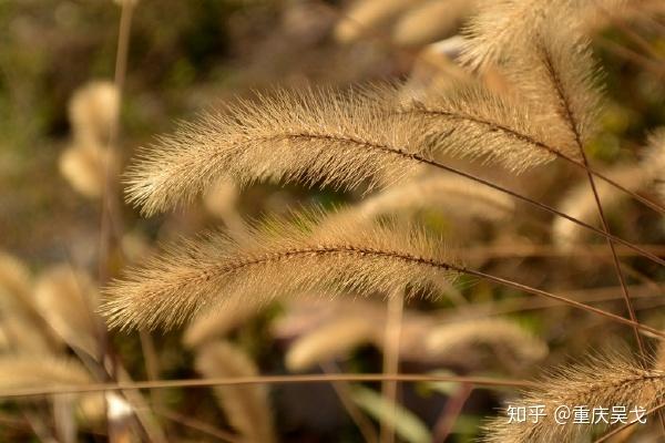 “刍狗”释义为“出穗的草”及其反驳 - 知乎
