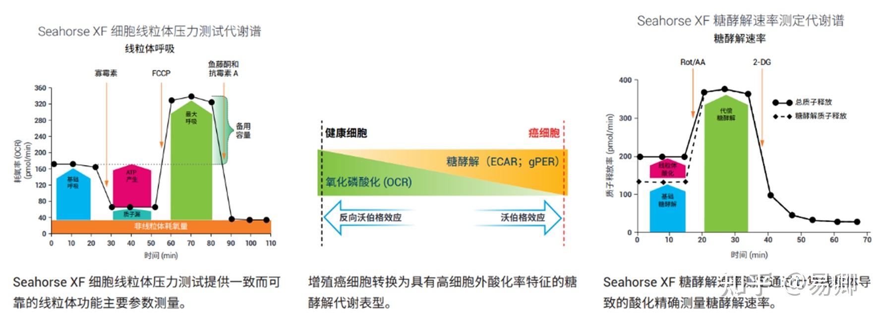 一文读懂！Seahorse数据统计分析——OCR、ECAR - 知乎