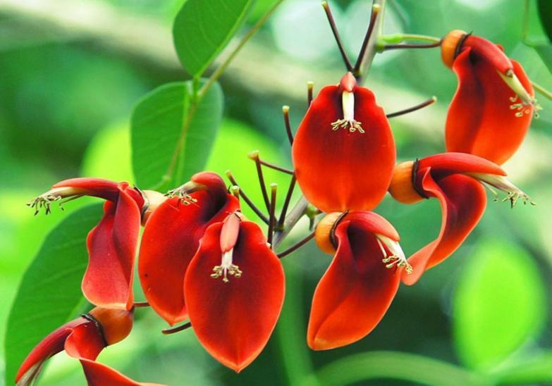 鲜艳夺目的象牙红鸡冠刺桐