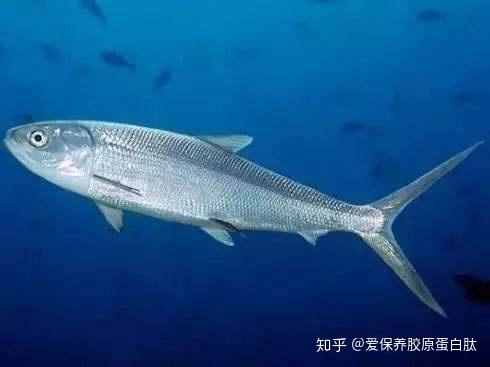 解密状元鱼鱼鳞胶原蛋白肽与抗老化抗糖化纤维细胞之前的关系