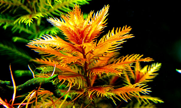 常见水草科普四狐尾藻和菊类一言不合就可能开花的水草