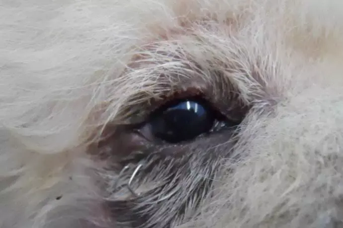 创口部位要记得涂抹红霉素软膏;患有结膜炎或角膜炎的,要用相应的