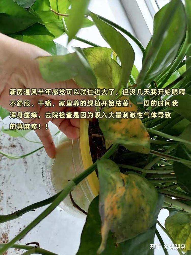 什么花可以吸甲醛_吸了甲醛的花能继续养吗_甲醛能把花熏死吗