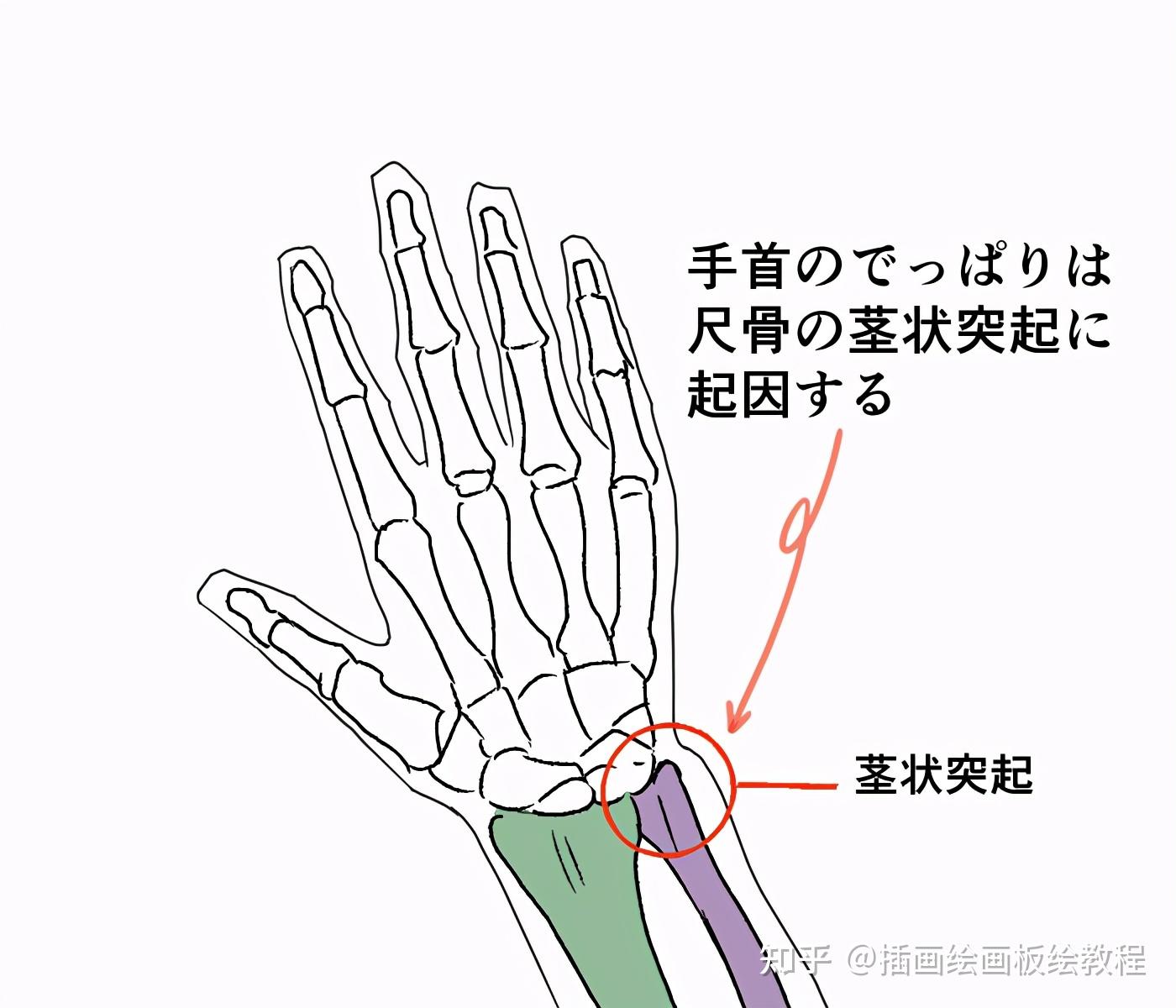 画手秘籍拯救手残党教你理解人物手部结构画法教程