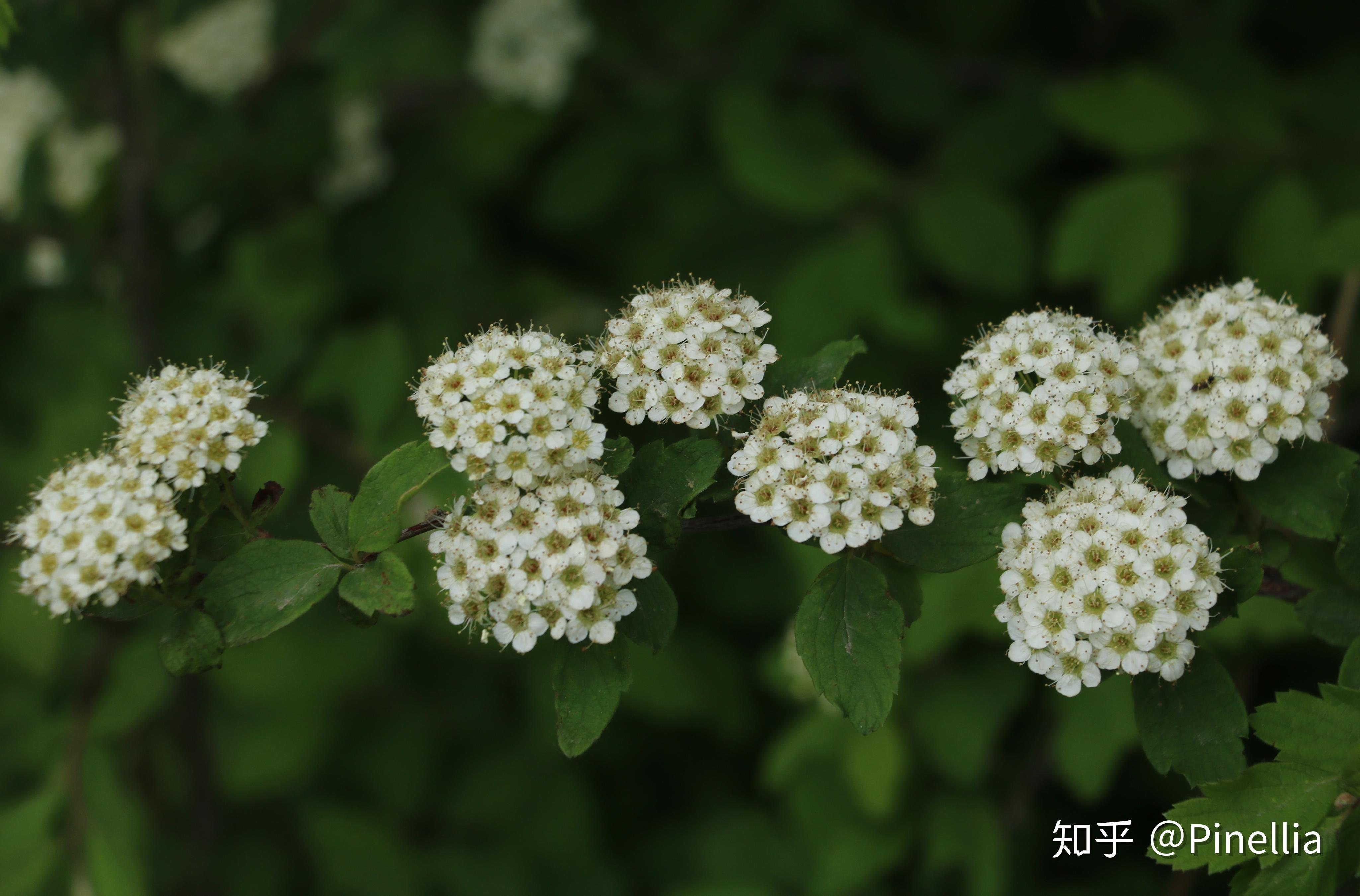 自然足迹京花烟云上百花山