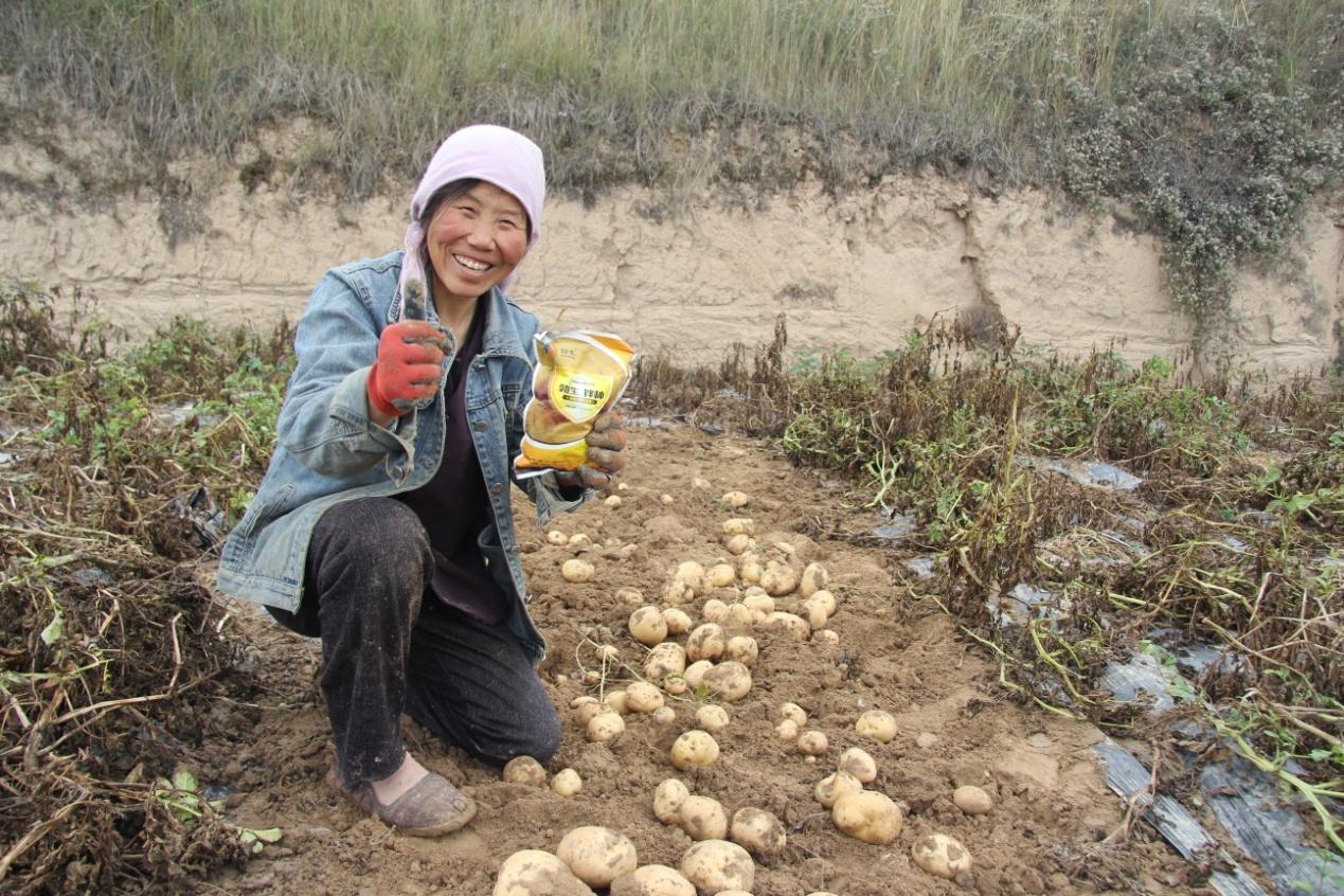 薯块不烂出芽率高马铃薯拌种剂你用对了吗