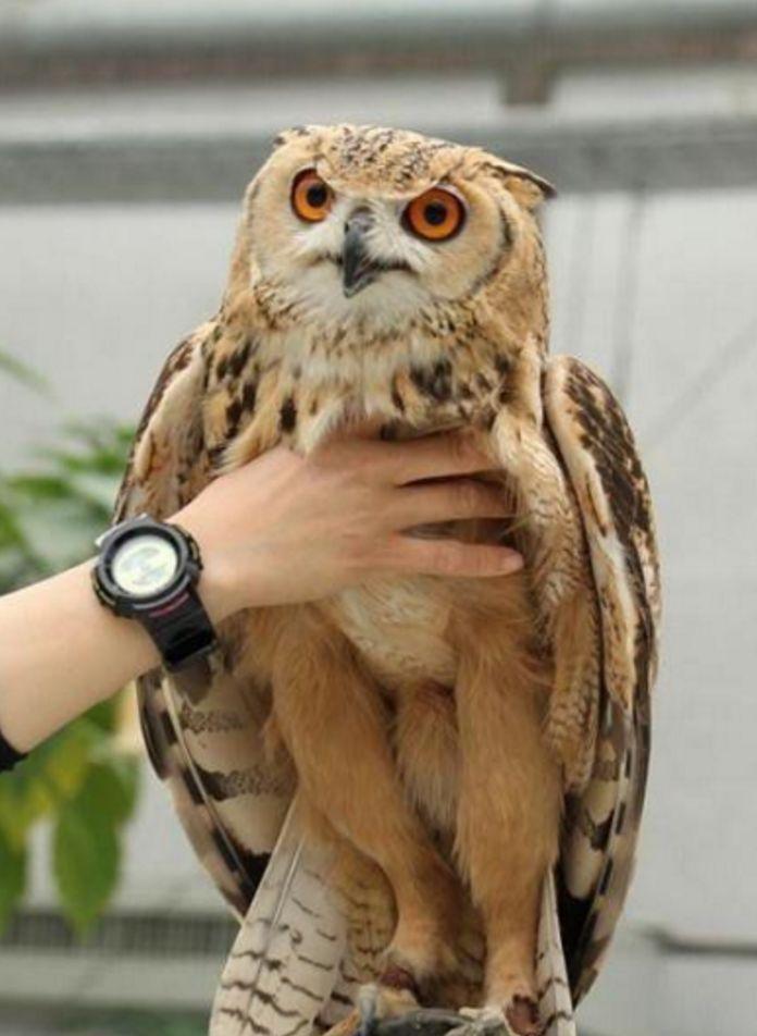 朋友圈首次曝光的沙雕鸟看完笑喷了哈哈哈哈哈哈哈哈哈哈哈哈