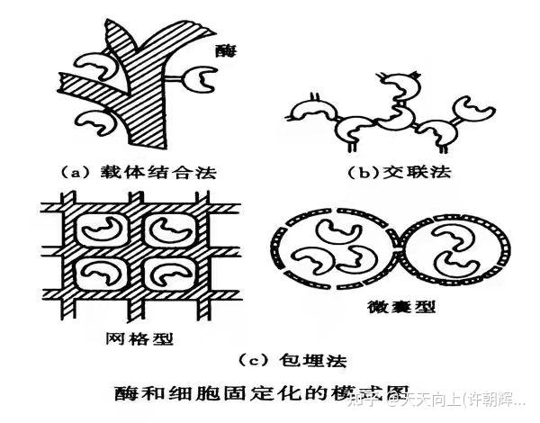 两种固定化细胞酿醋技术介绍