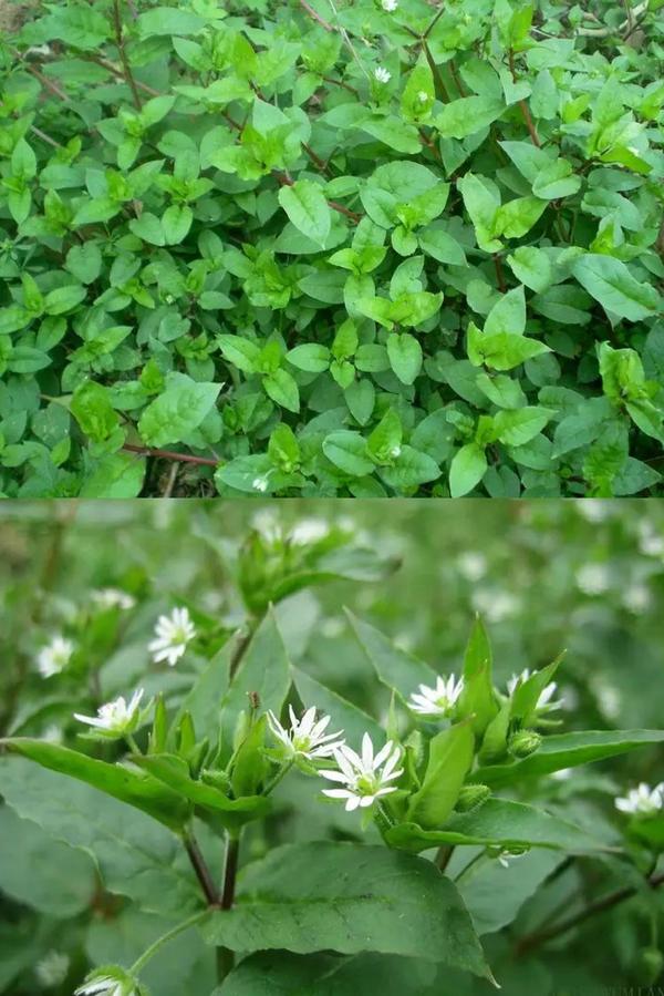 禾本科杂草主要种类:看麦娘,早熟禾,硬草,野燕麦等.