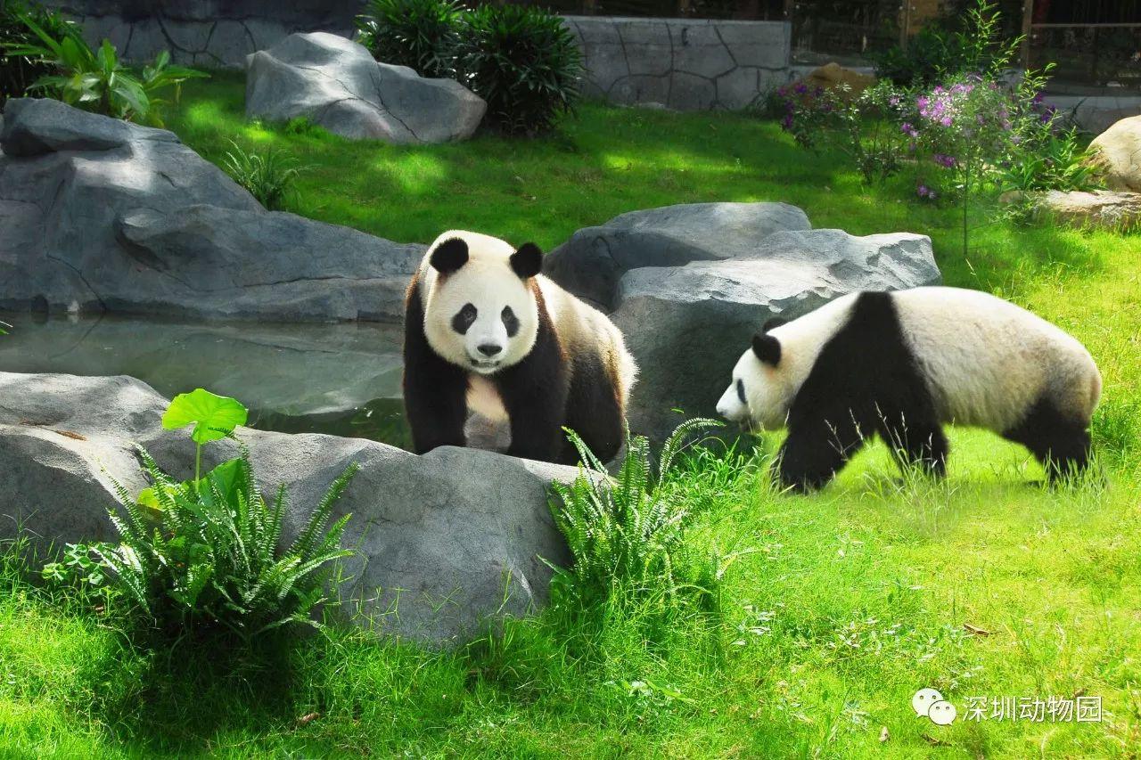 深圳野生动物园一个让心灵撒野的奇妙王国