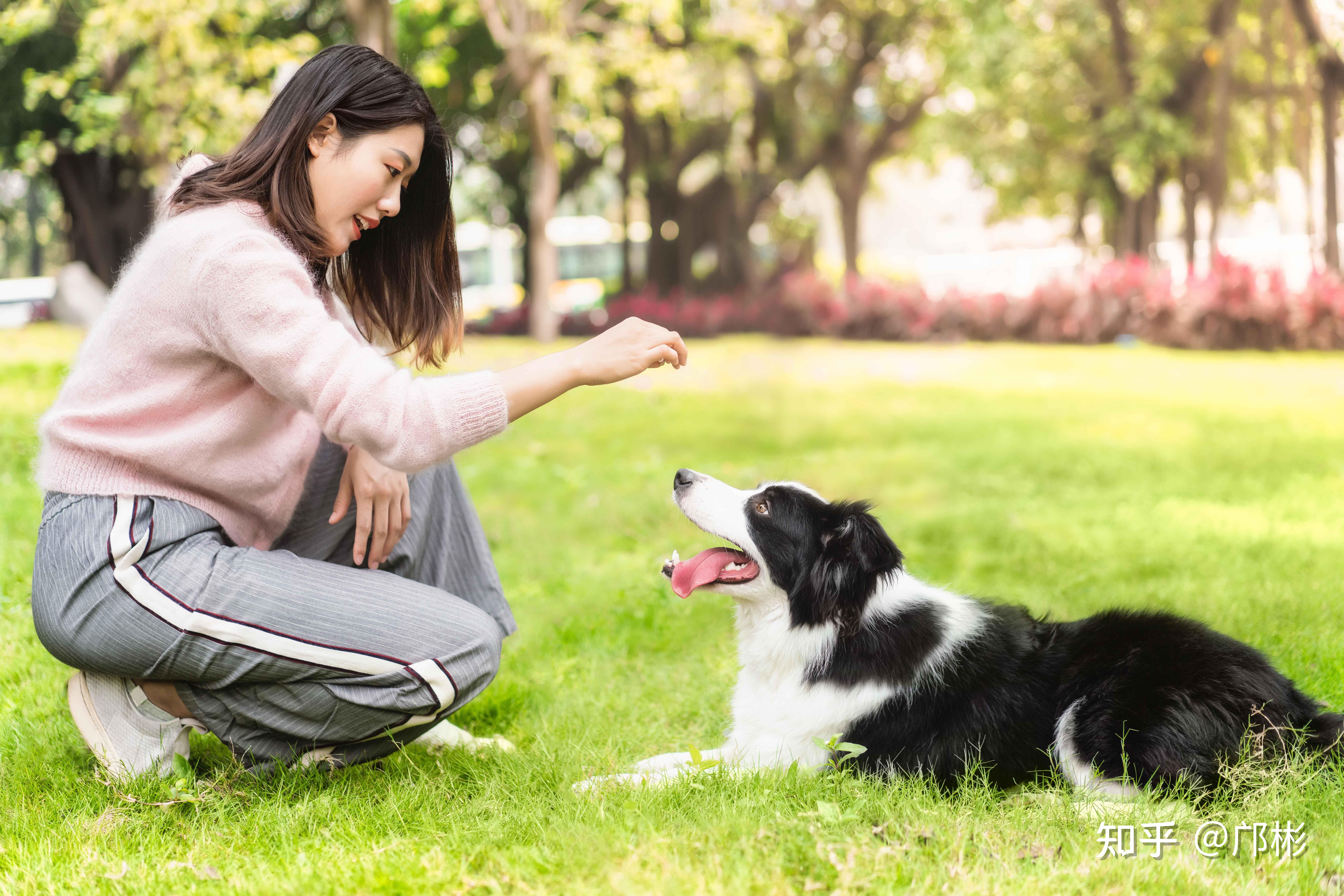 买家信箱单身还养狗该怎么买房