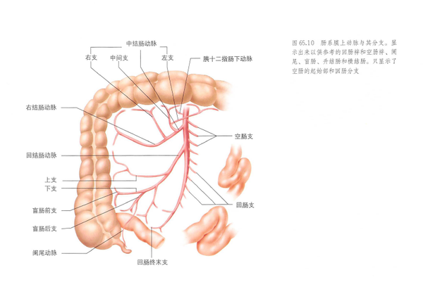 空肠与回肠 - 知乎