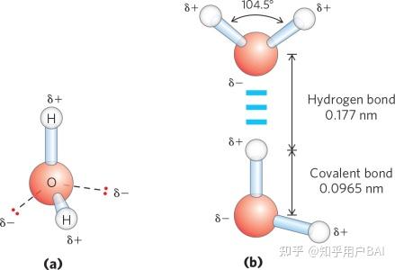 化学与生活--之water - 知乎