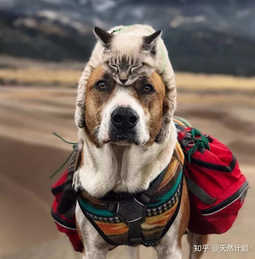 猫狗混养大法 - 知乎