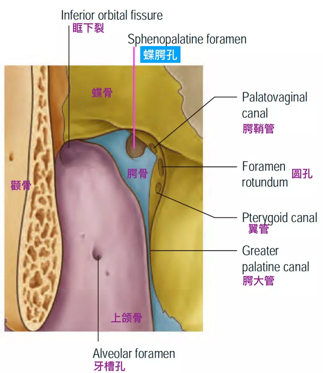 蝶腭孔前端开口位于中鼻道的后方,上方是蝶骨体和鼻甲,下方是腭骨垂直