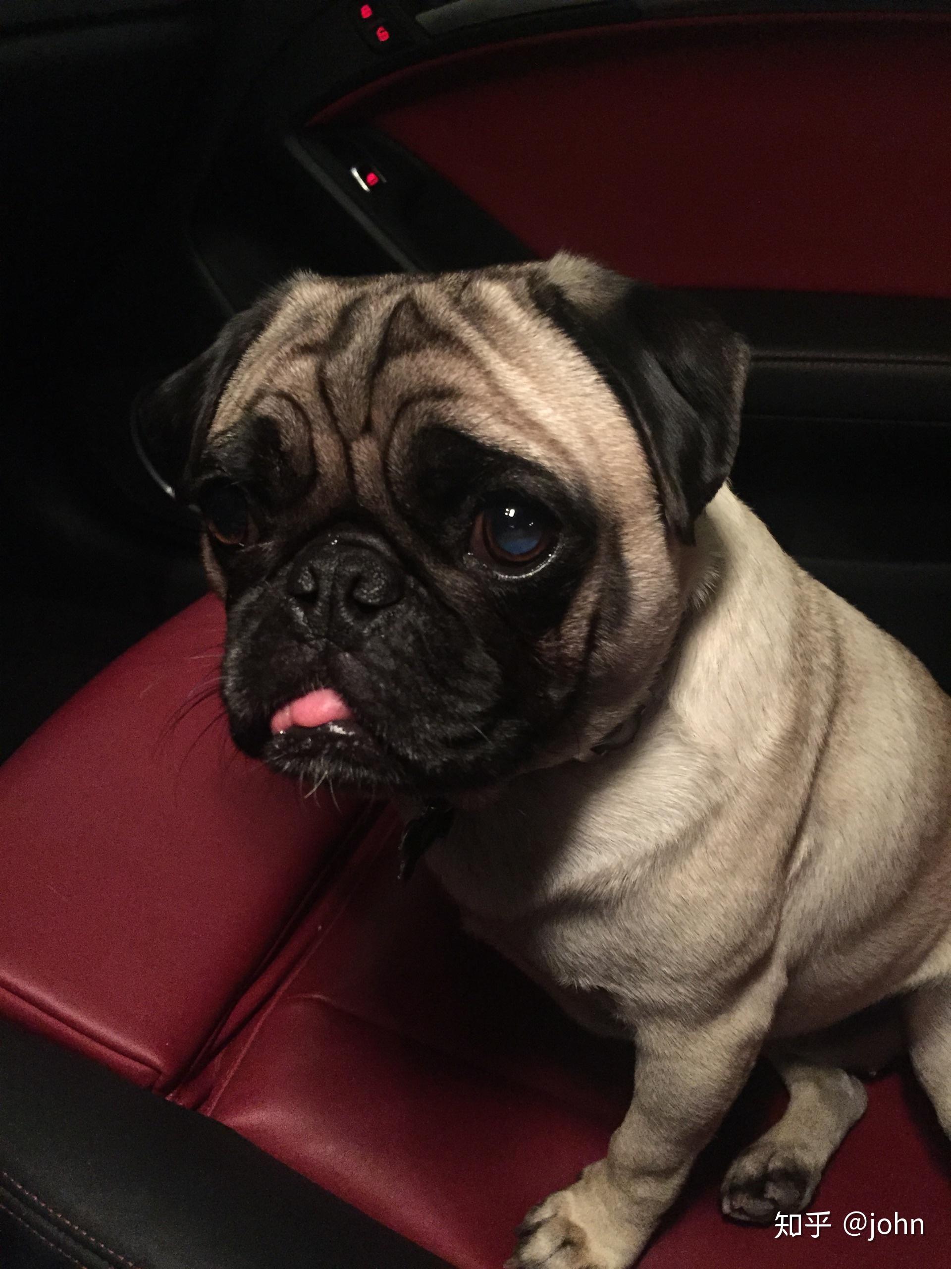 狗狗的大头照有多可爱