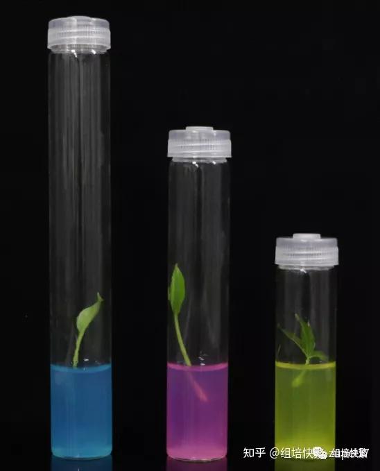 愈伤组织形态发生的调控组培