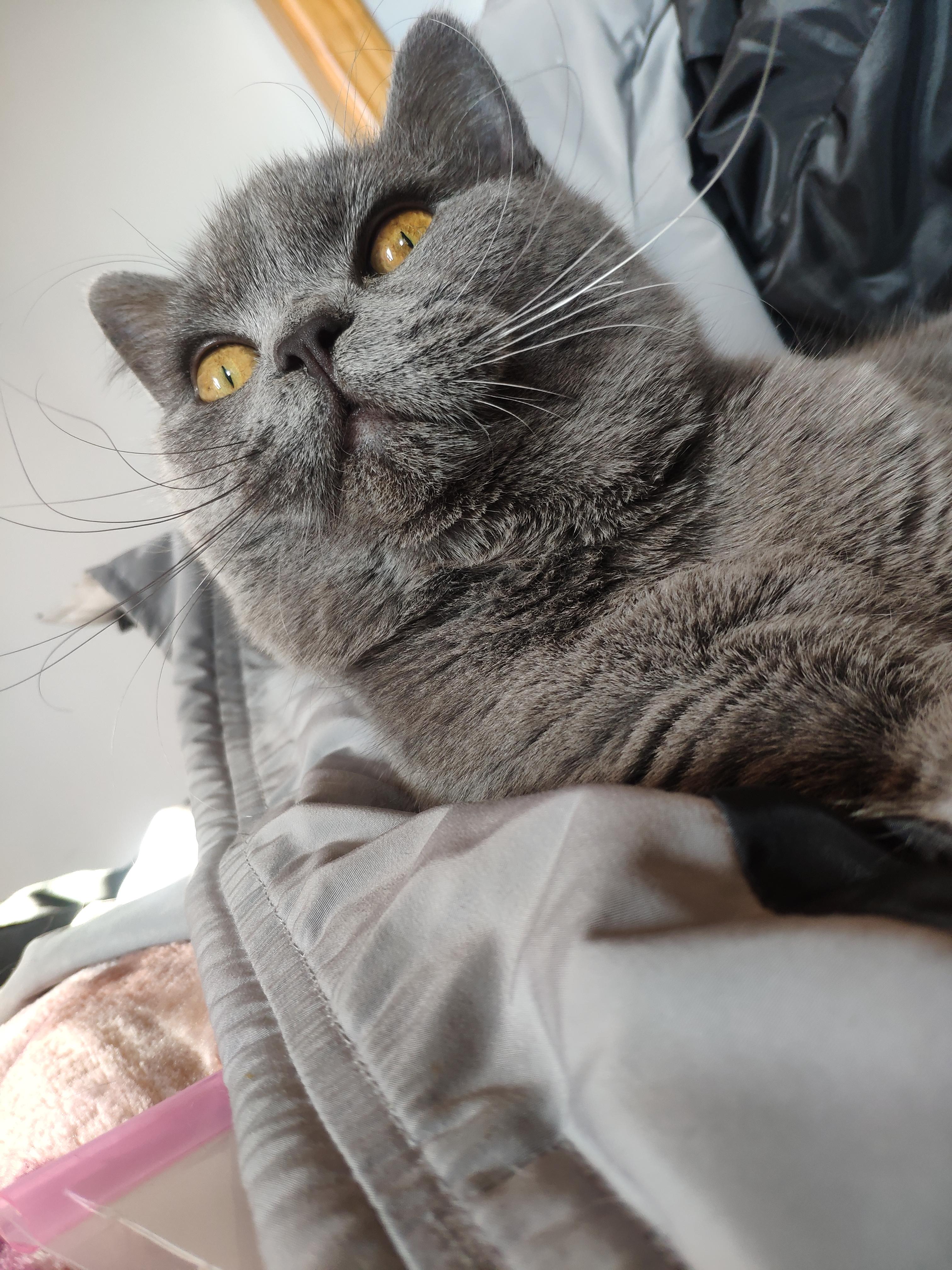 英短蓝猫脸超尖怎么破?