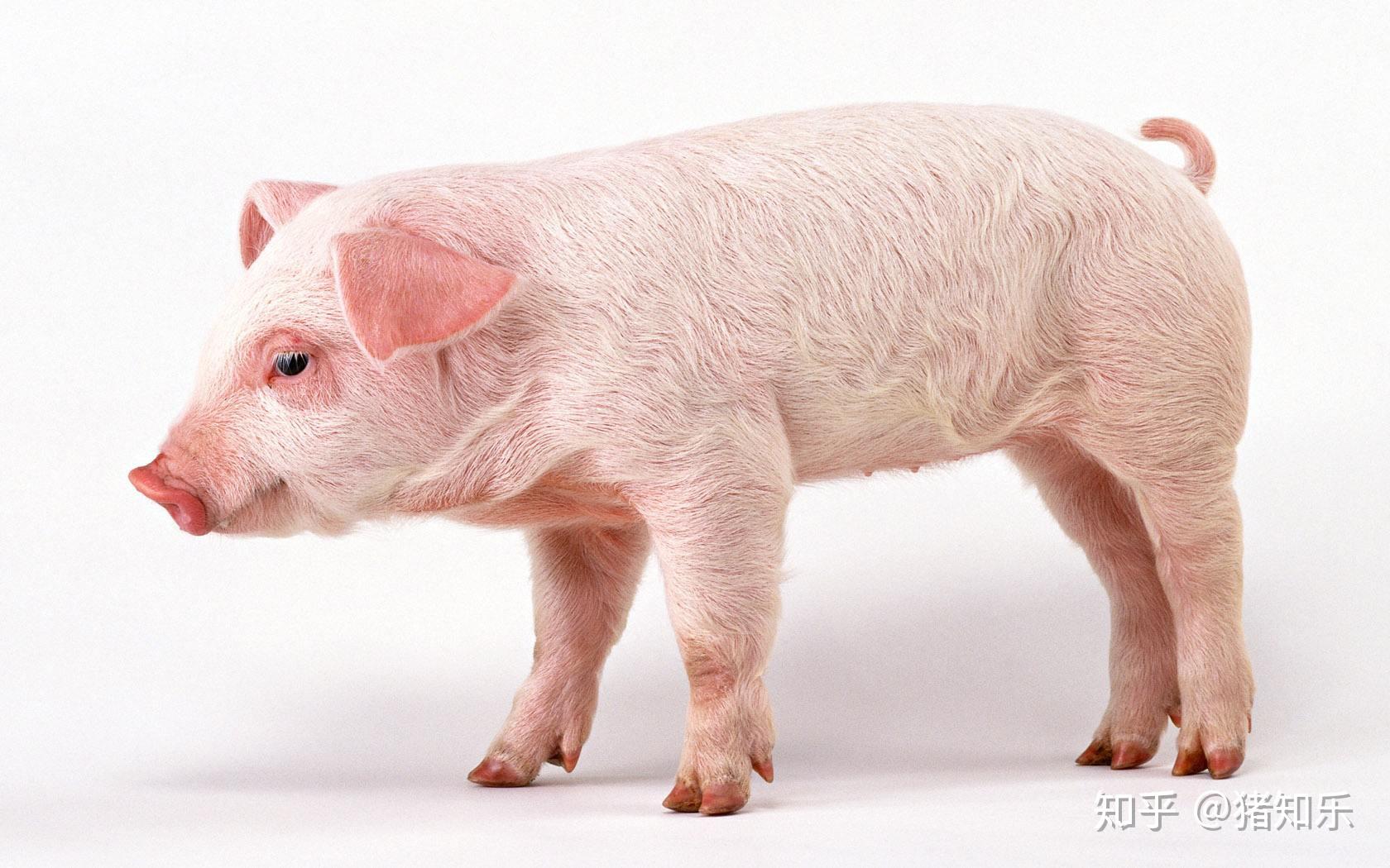 仔猪发生腹泻的8种原因，对症治疗更有效！
