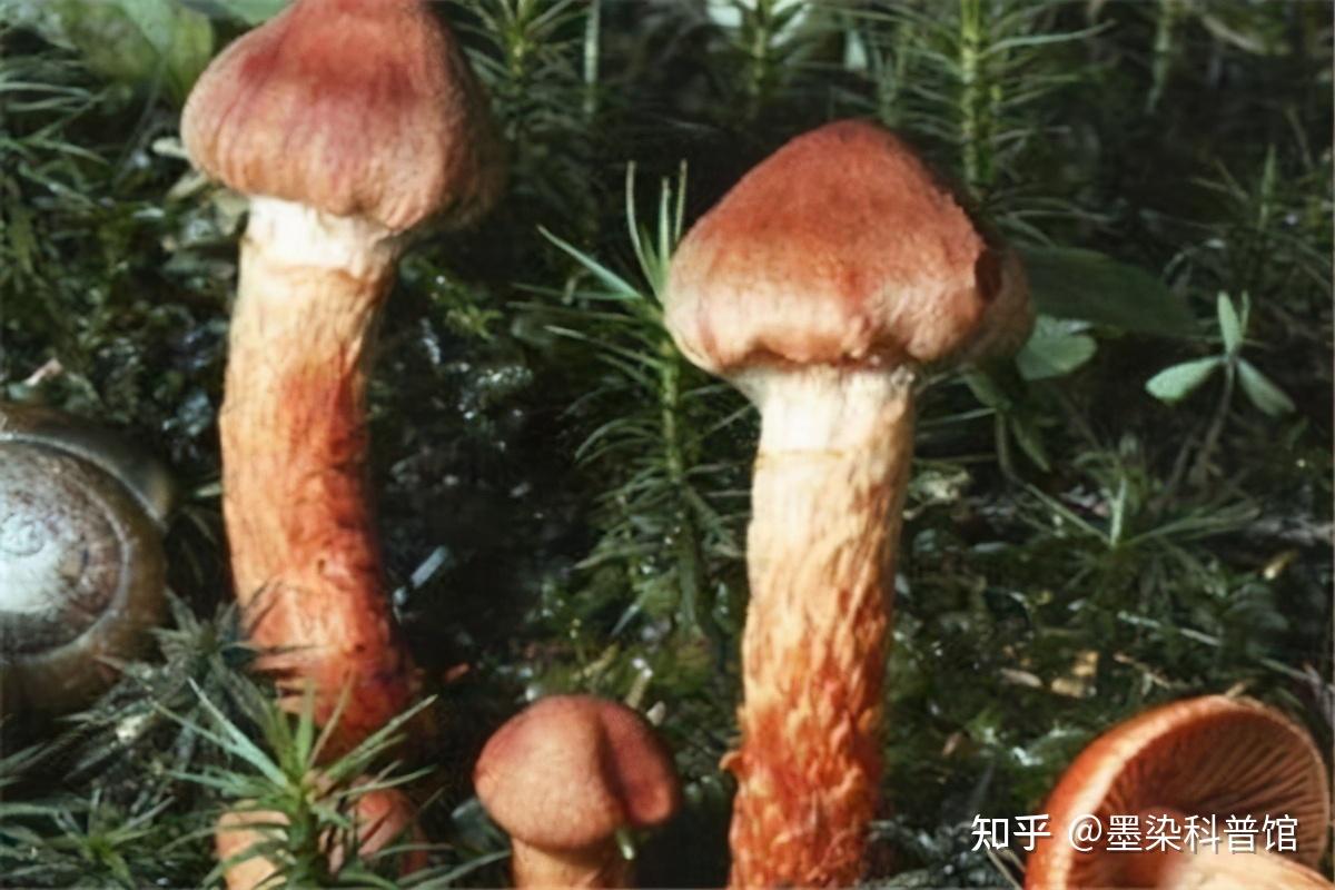 世界上最毒的蘑菇 - 知乎