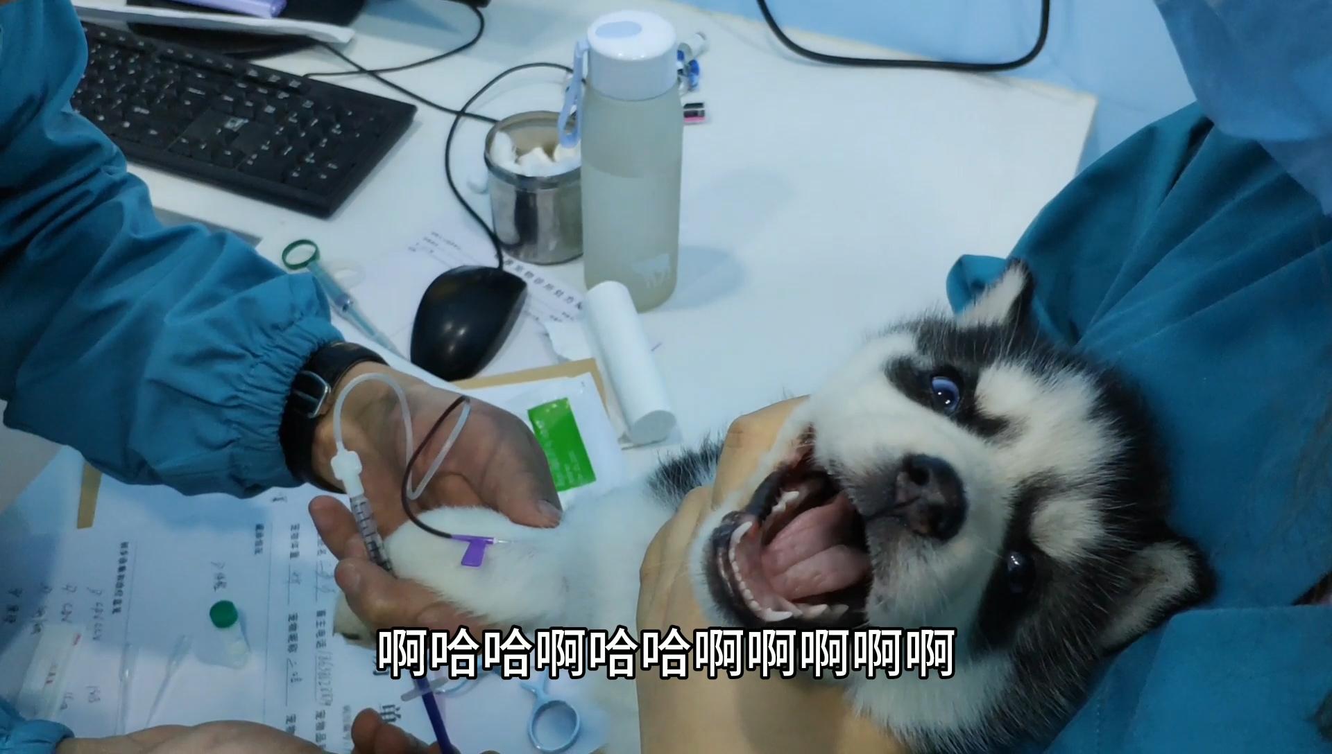 二哈被男子带去打针针头扎进那一刻狗狗的反应笑的主人肚子疼