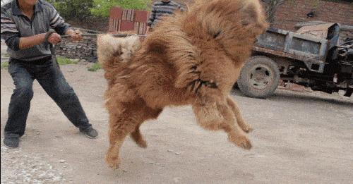 世界公认十大“猛犬”排行榜，见到记得要绕道走！ - 知乎