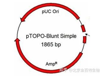 TOPO-Blunt Simple Lightning Cloning Kit - 知乎