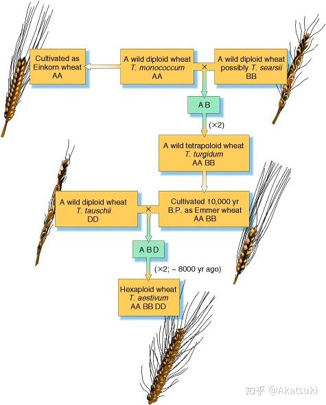小麦是六倍体的(6n)