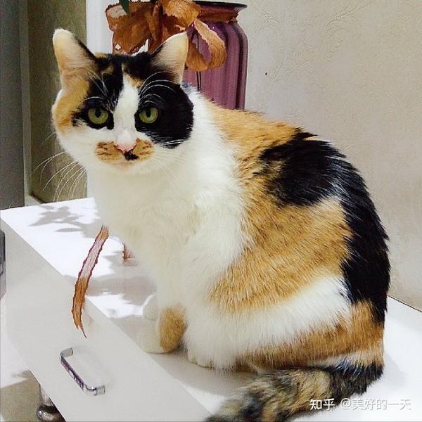 不瞒你说,养“三花猫”,是我做过最正确的决定! - 知乎