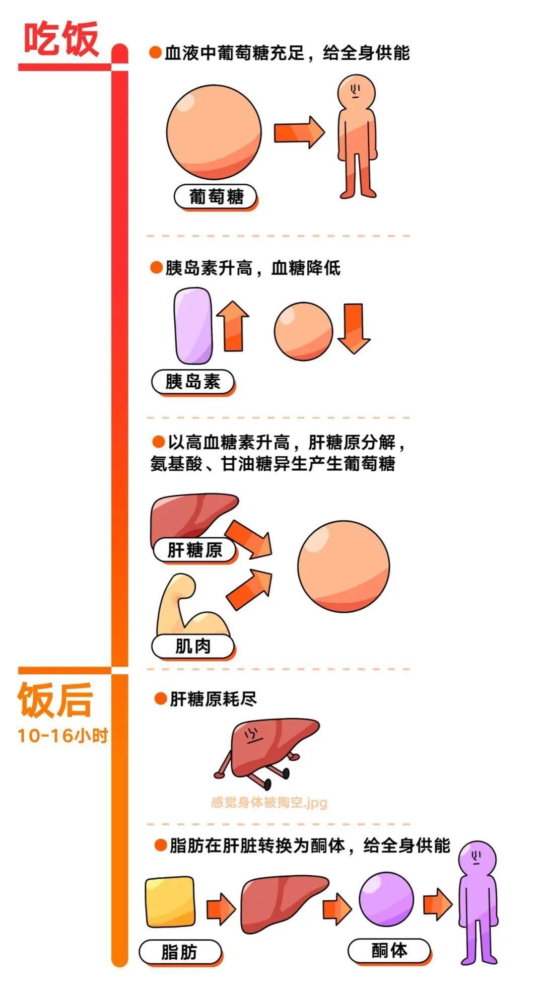酮体产生后,到底能做什么? - 知乎