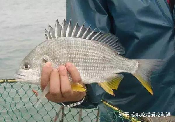 可能是閩南最受歡迎的野生海魚