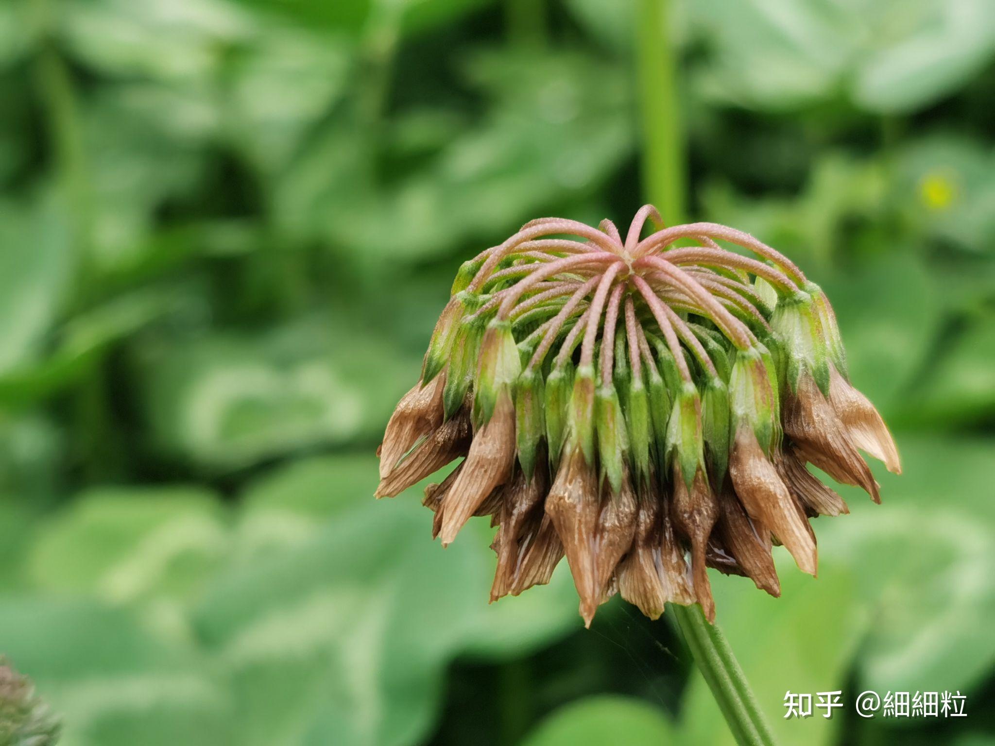 轻雷响万物长正是踏青好时节