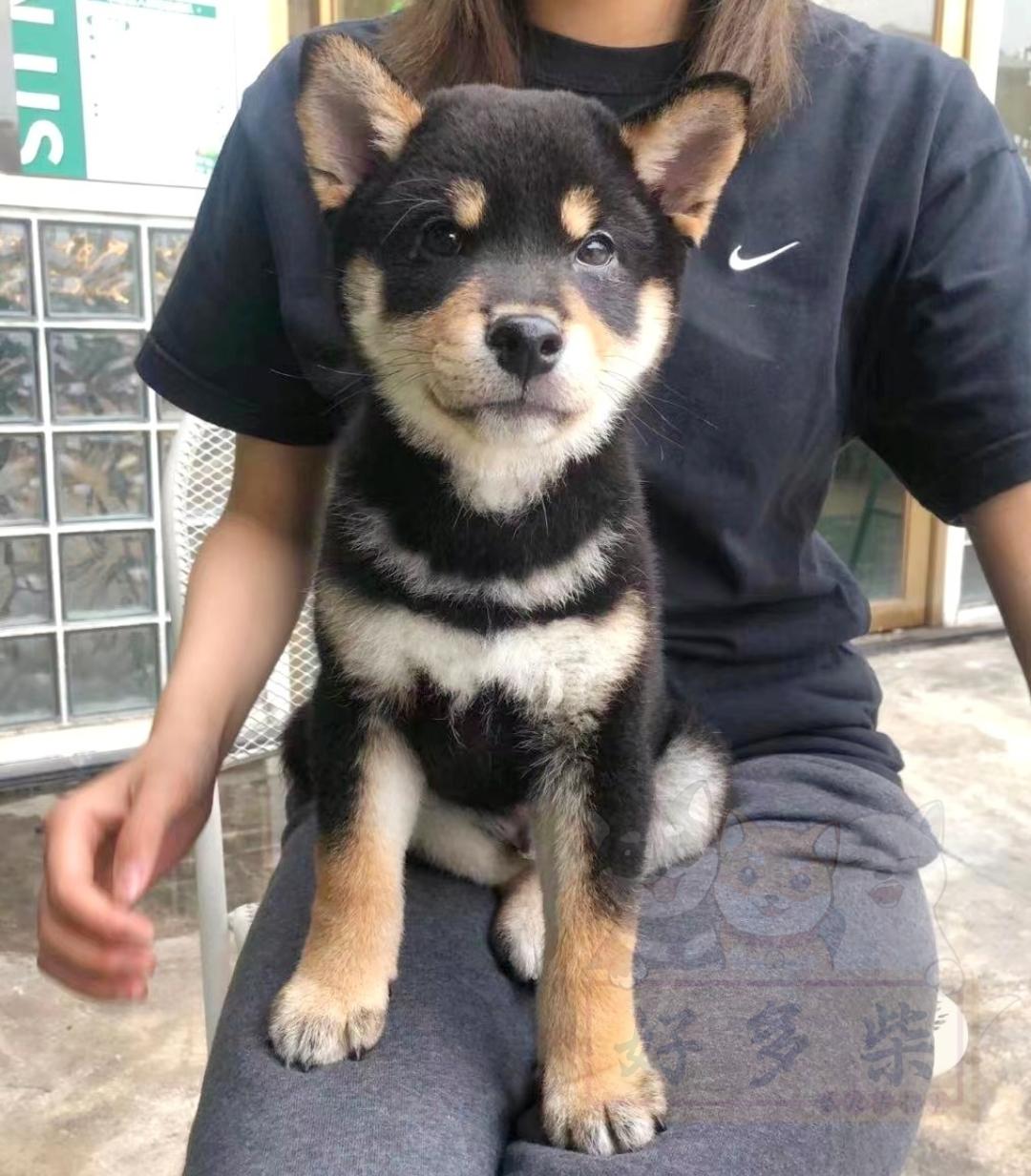 柴犬百科黑柴该怎么挑选黑柴价格是多少