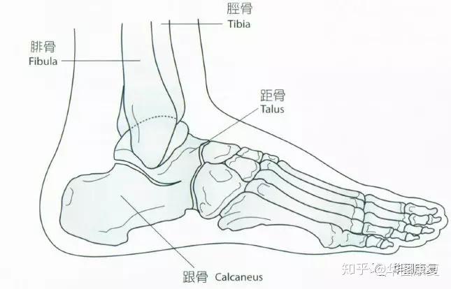 姿势―足踝部解剖