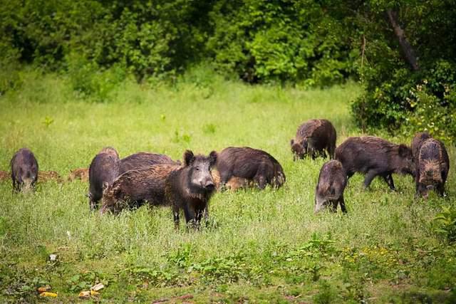 伊春农民田中遭400斤野猪重创,多地野猪泛滥成灾,还用保护它吗