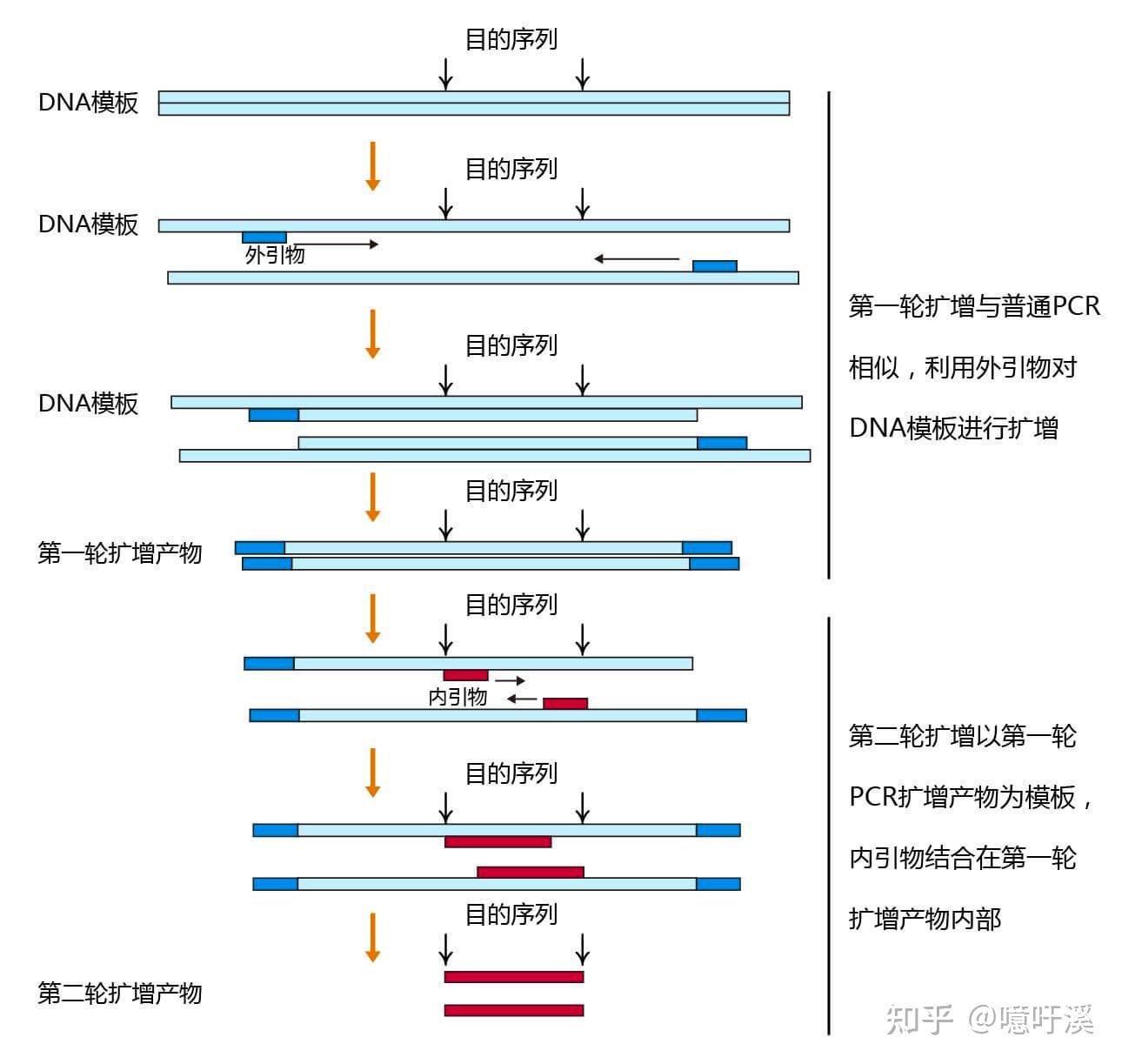 PCR(Polymerase Chain Reaction)聚合酶链式反应 - 知乎