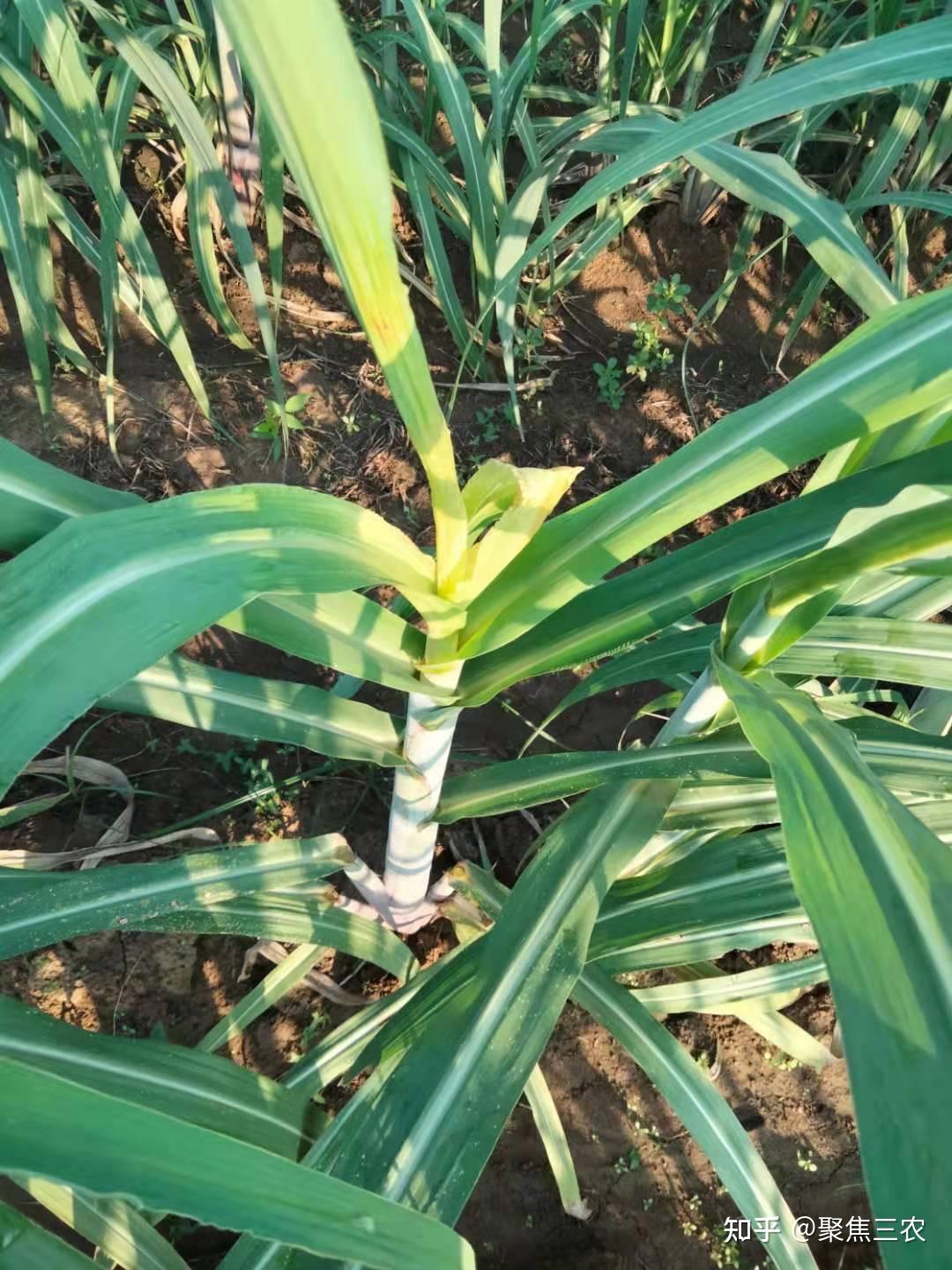 甘蔗梢腐病的防治措施