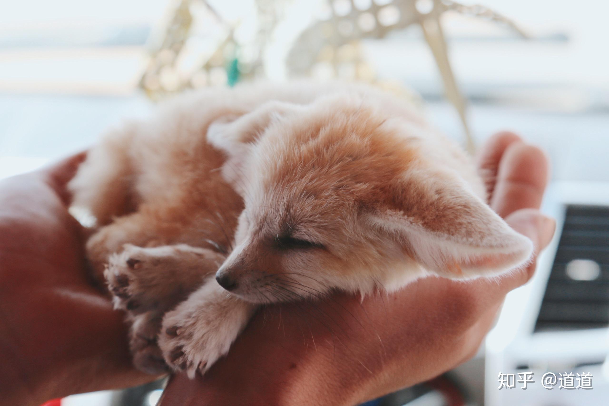 轻轻抱一抱狐狸宝宝