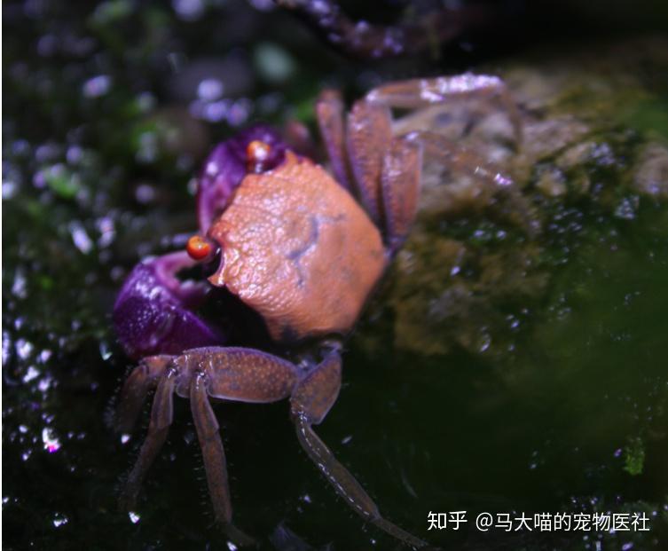拿恶魔蟹当宠物,你就是这条街最靓的仔! - 知乎
