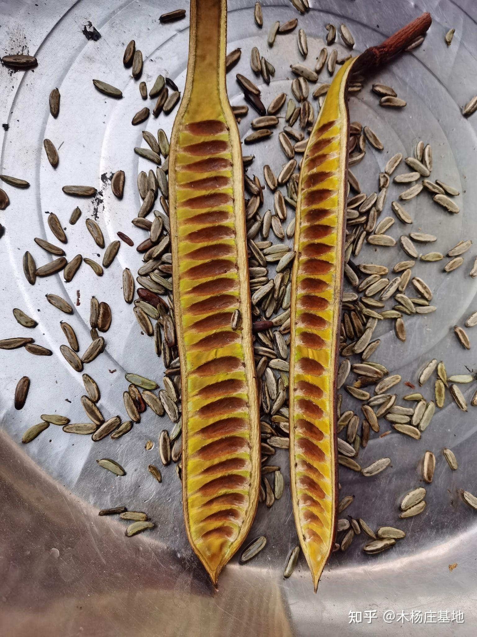 黄花凤凰木培育的过程黄花凤凰木哪里卖