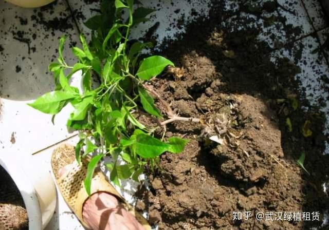 三角梅怎么施肥武汉花园绿化