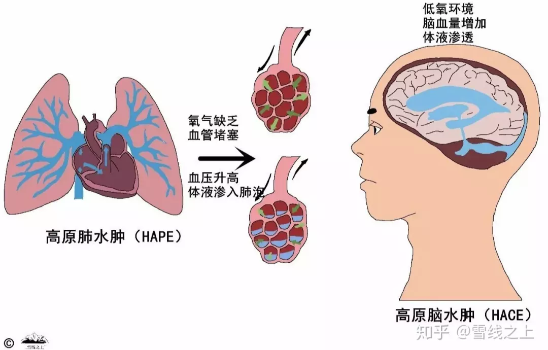 我的狗子适合高原旅行吗低氧适应