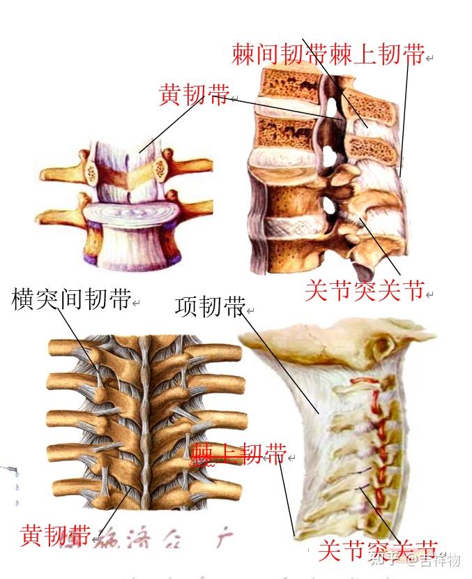 椎骨解剖结构图解图片