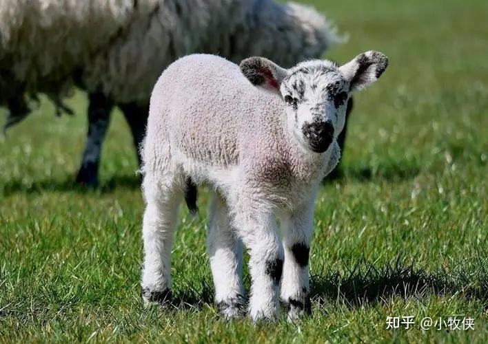 羔羊肺炎用什么药好得快羔羊肺炎的预防与治疗一文帮你解决