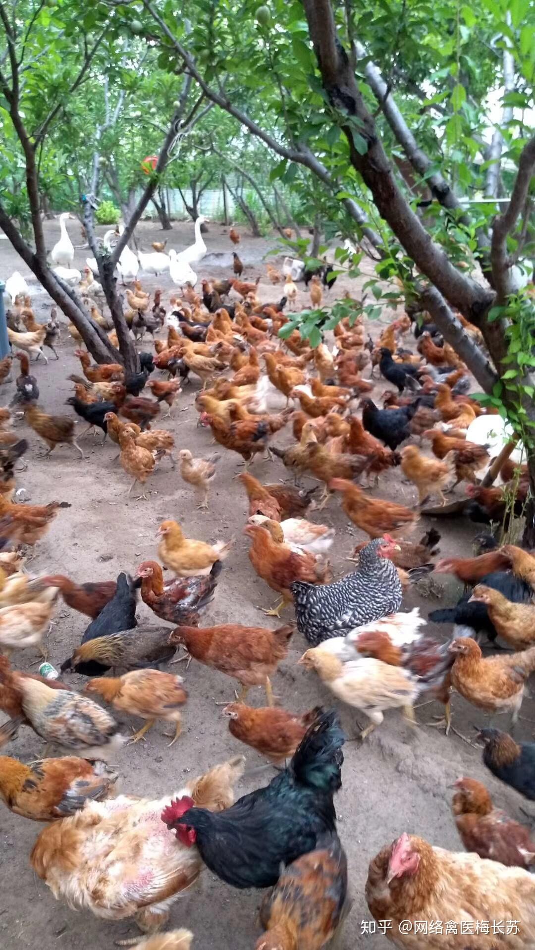 果园养鸡好处多多